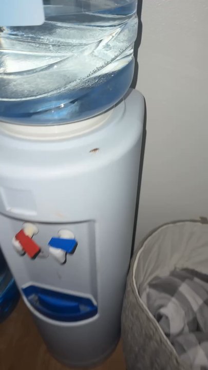 CMND Hospitality - Roaches on my water dispenser! I'm so disgusted - Property Management Near Me - Poway, California