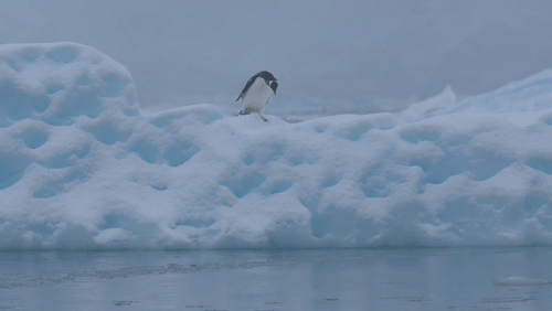 Gentoo Penguins animated gif