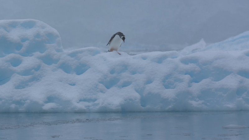 Gentoo Penguins poster