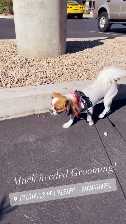 Foothills Pet Resort - Ahwatukee - Pet Groomers Near Me - Phoenix, Arizona