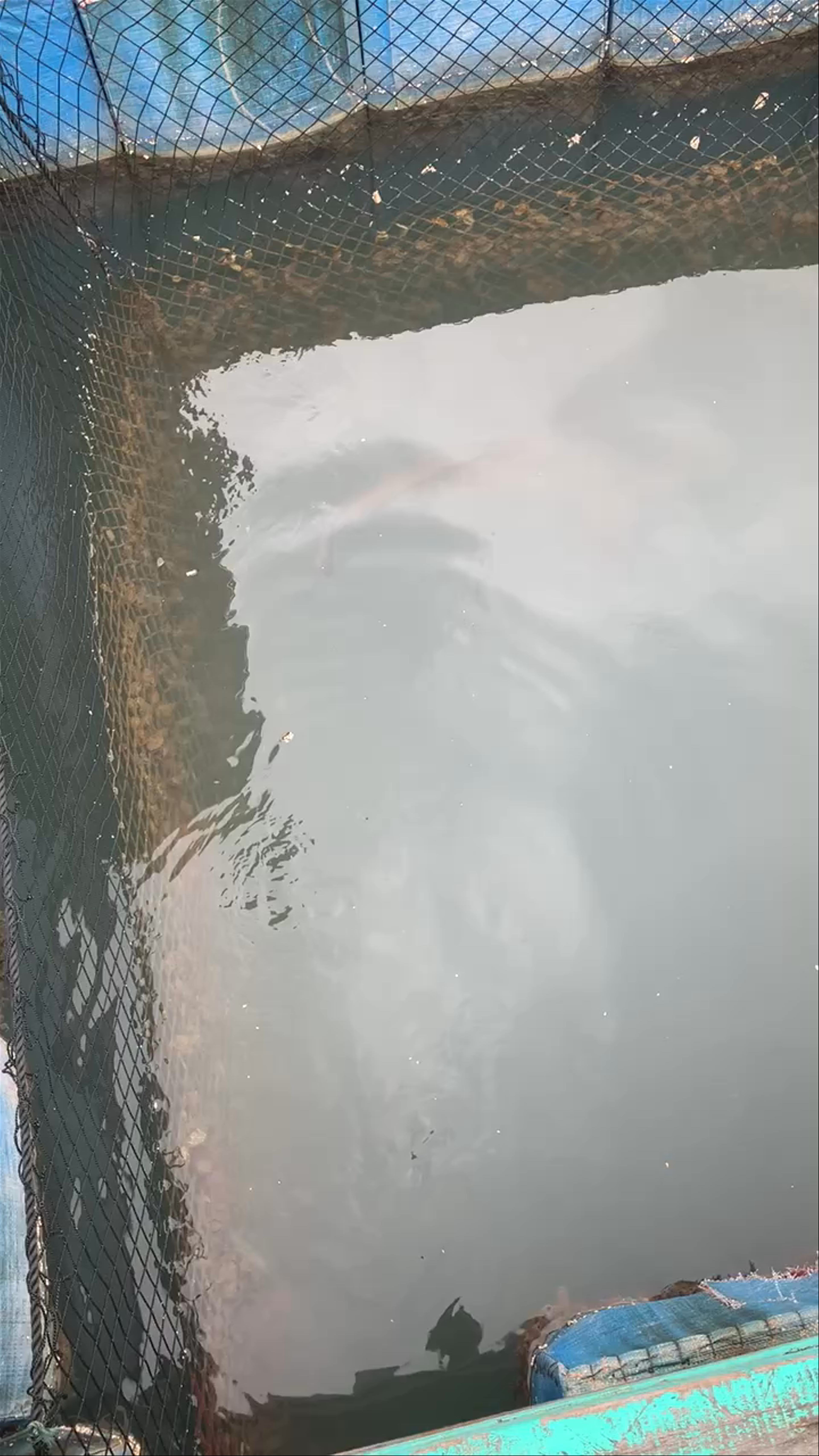 Serene Fish Farming Experience in Hạ Long Bay, Vietnam