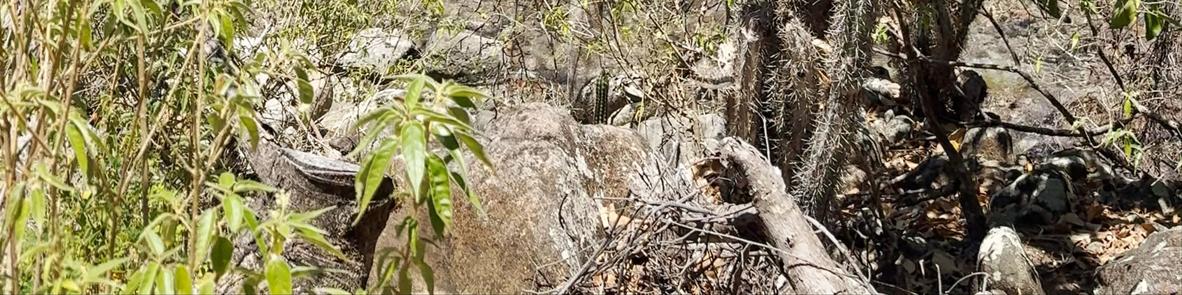 Plage du Pain-de-Sucre