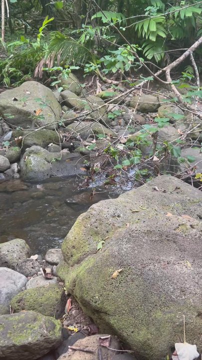Waimano Loop Trail - The river! - Hiking Near Me - Pearl City, Hawaii