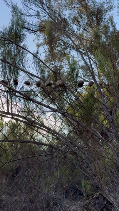Lake Murray - weird snail trail thing - Parks Near Me - La Mesa, California