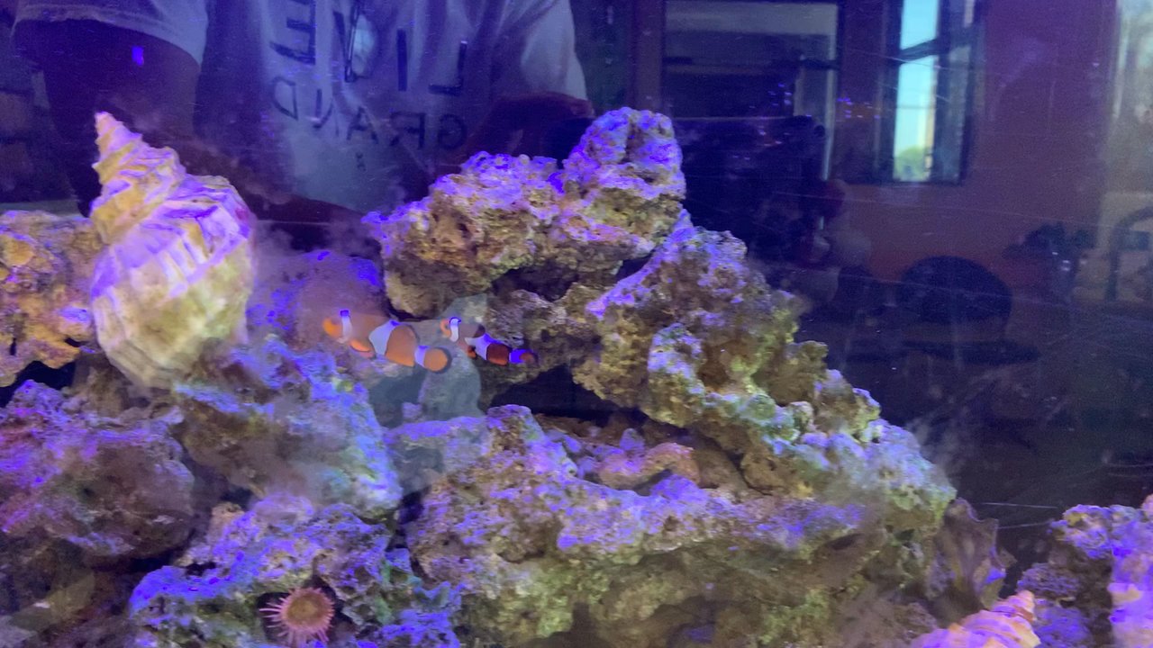 James Sy, DDS - Classical music and an aquarium to calm the kids' nerves. - Orthodontists Near Me - Rosemead, California