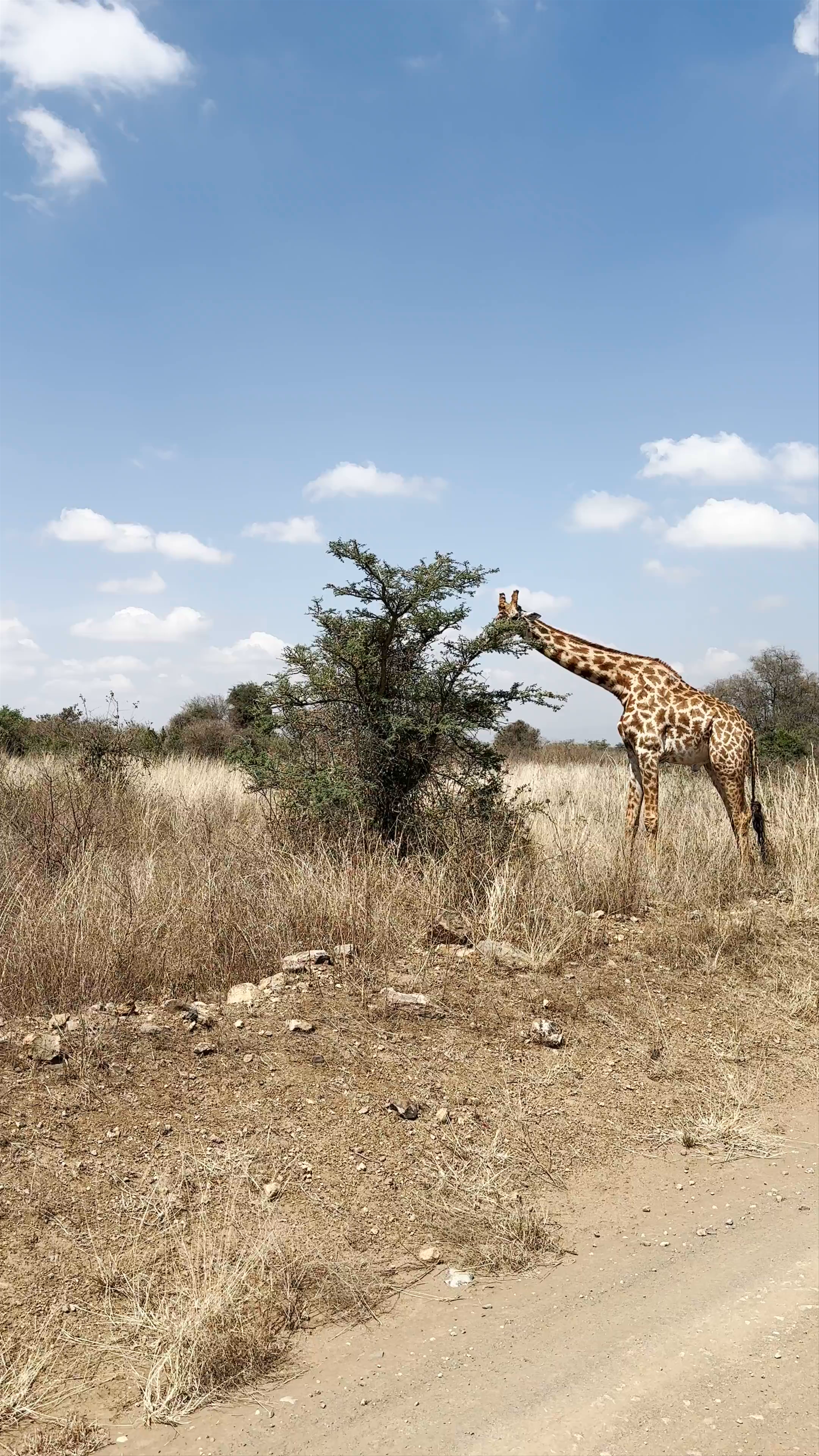 Nairobi National Park
