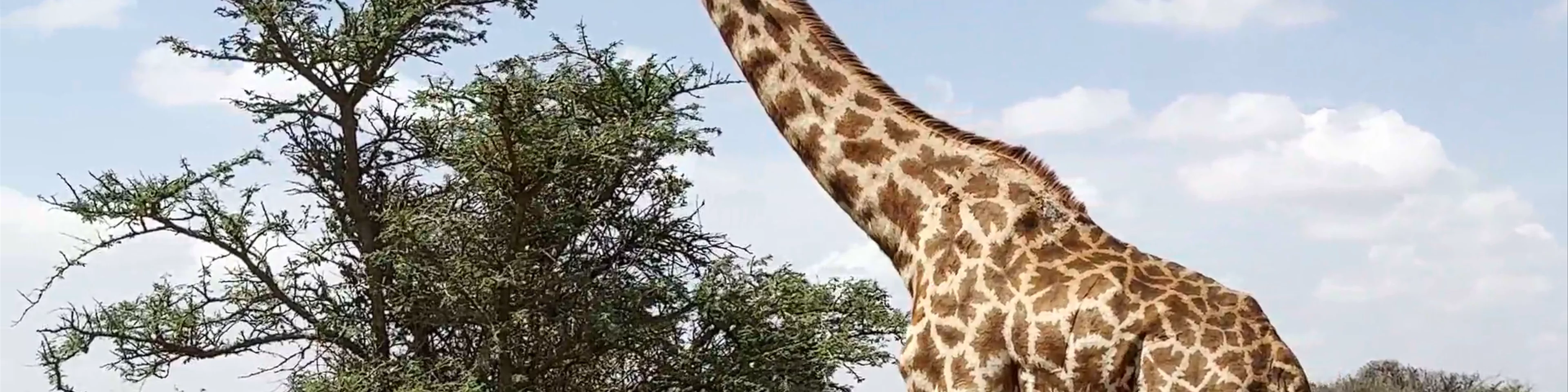 Nairobi National Park