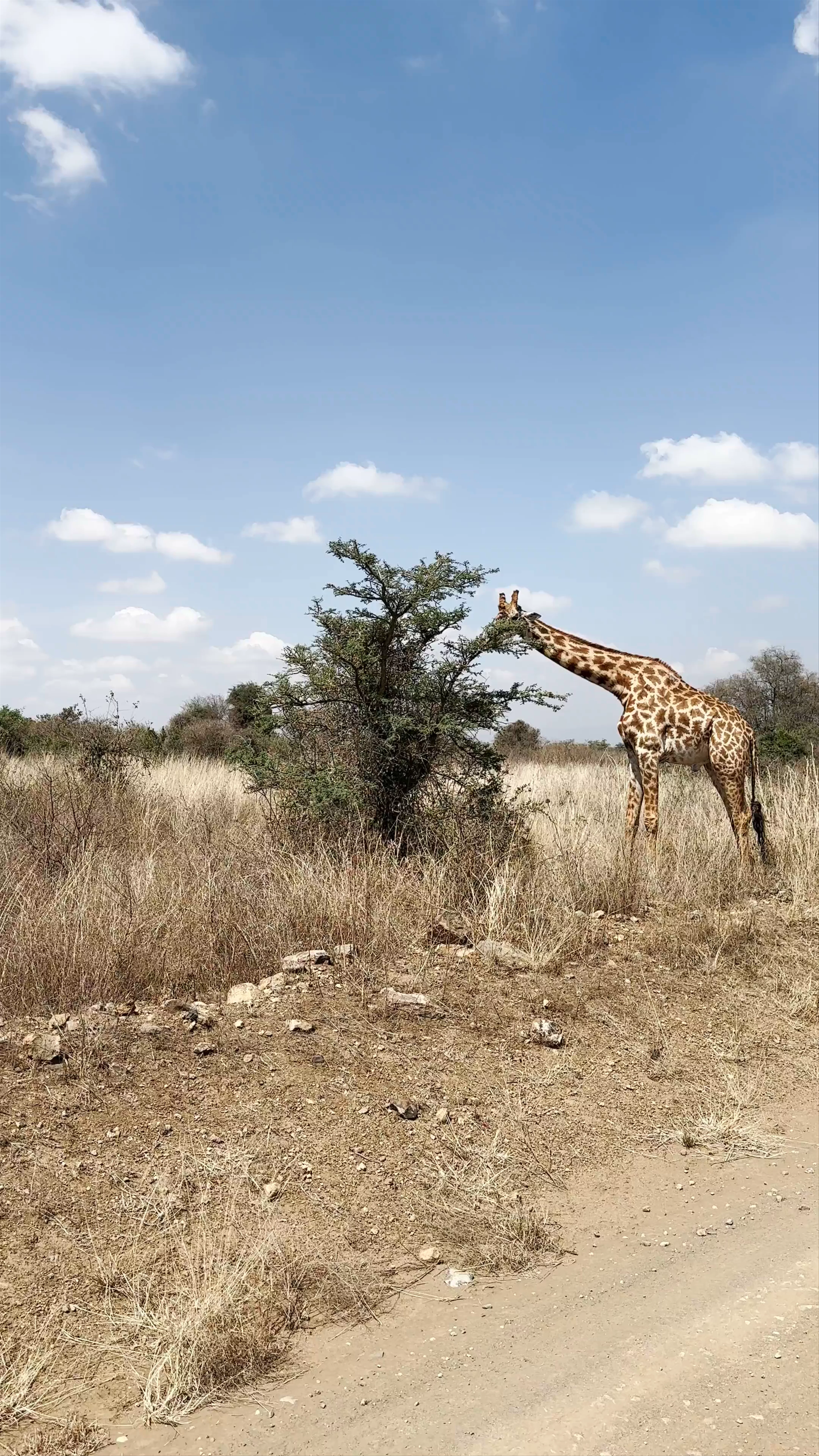 Nairobi National Park