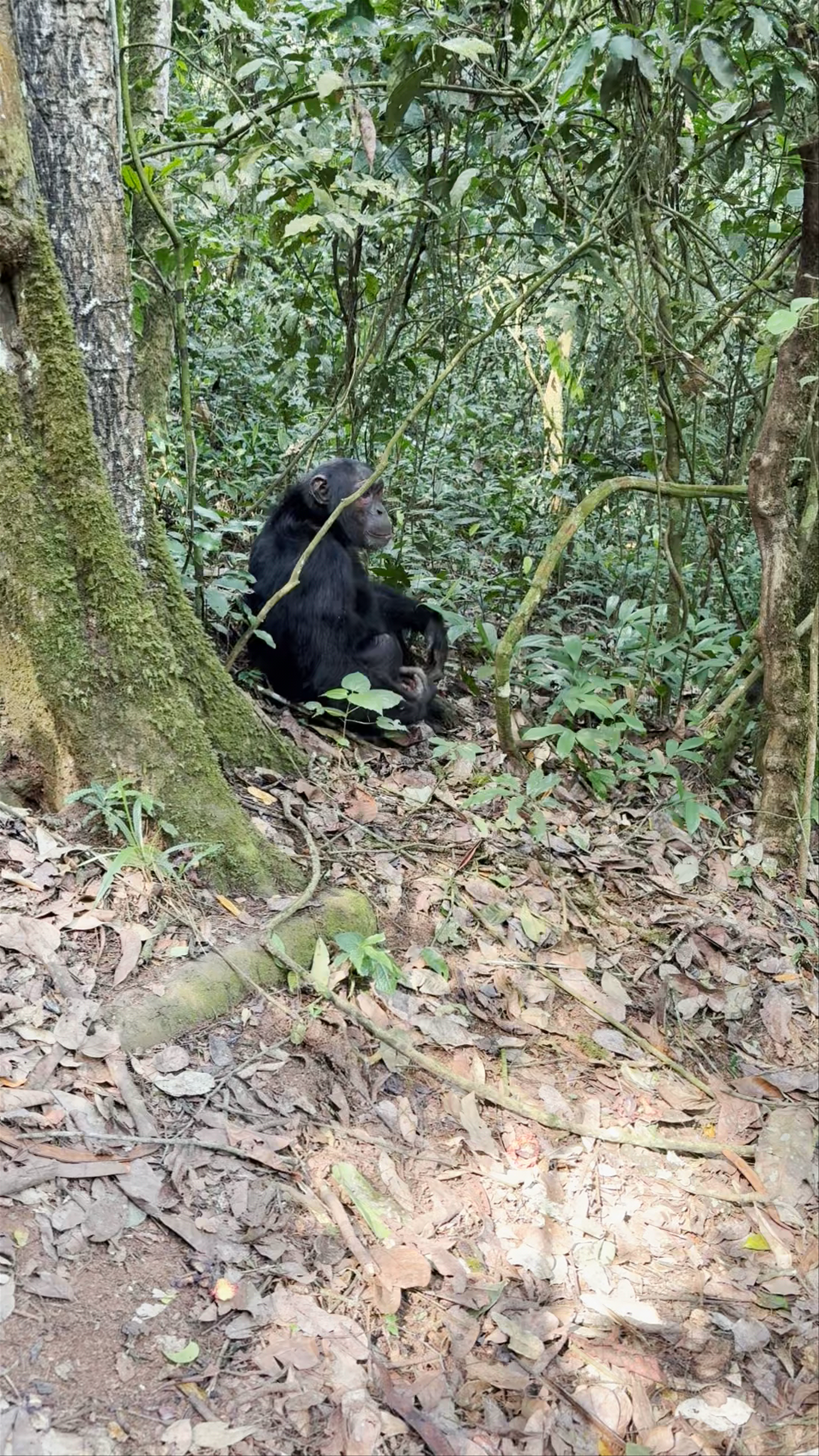 Chimps trails uganda tours