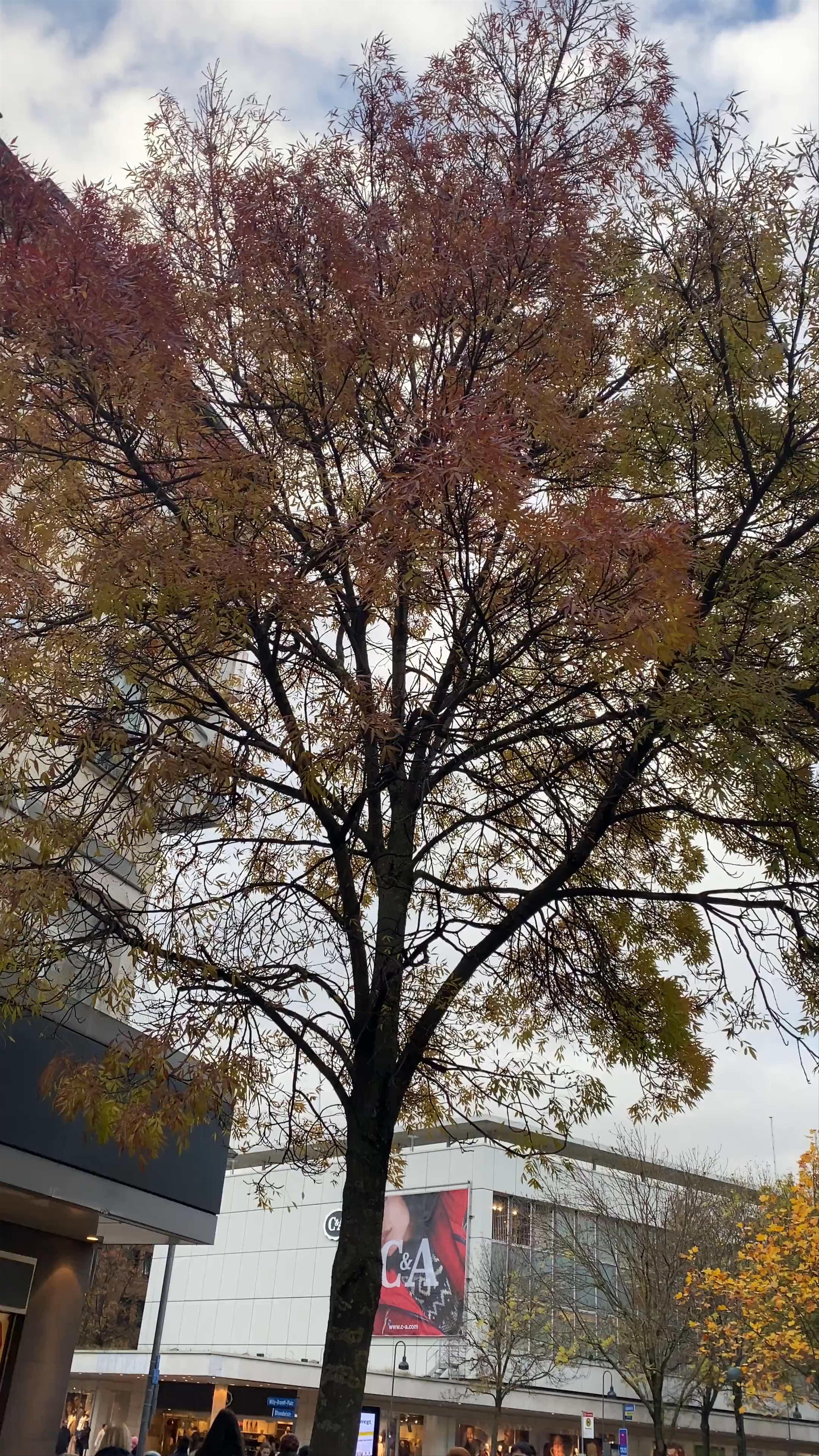 Autumn Charm at Kugelbrunnen, Aachen, Germany