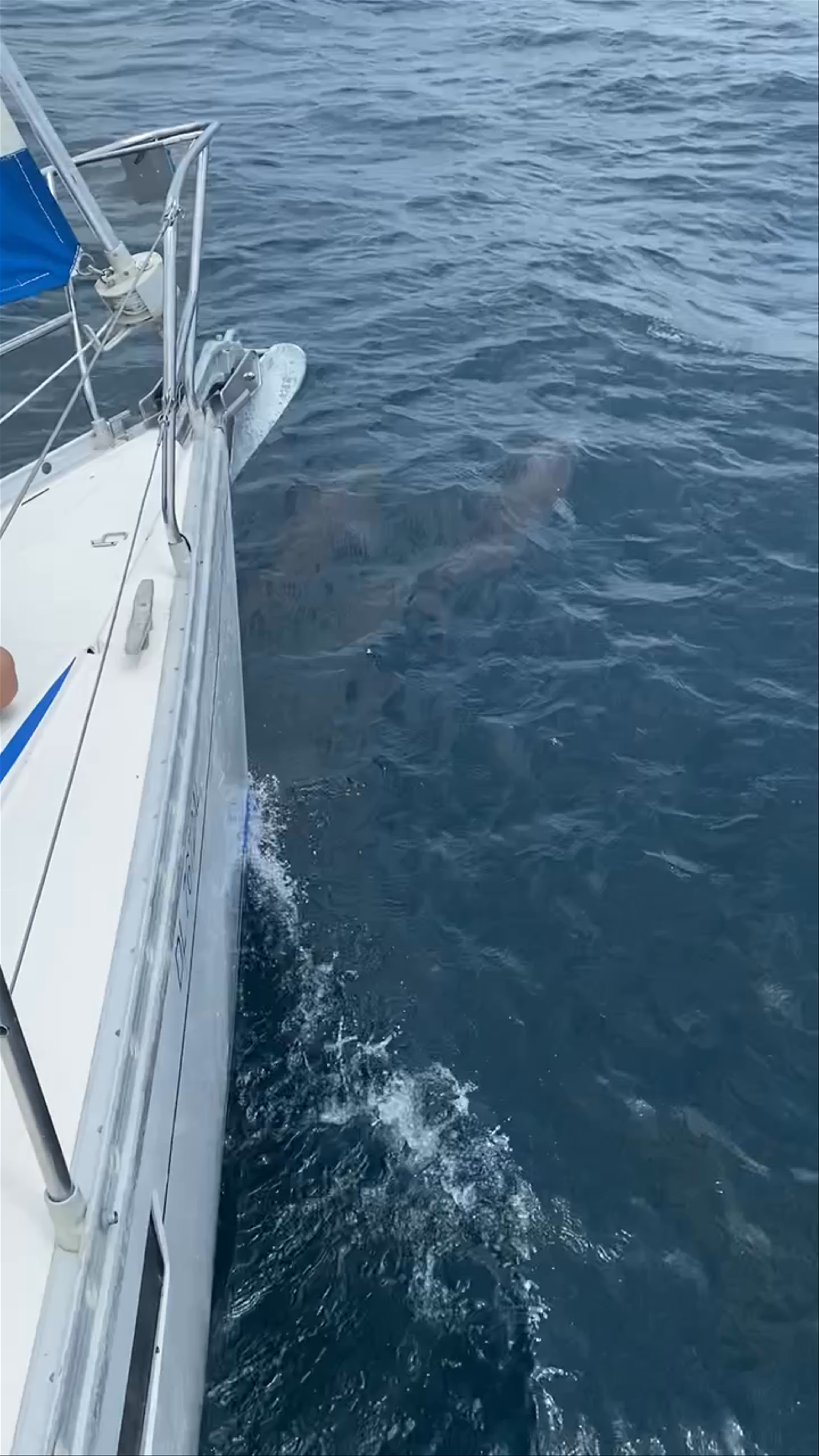 Cholón (Islas del Rosario)