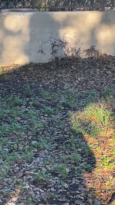 Rodrigo's Landscape - Rodrigo took advantage of 2 elderly women. He is incompetent. Promised services that we never got.  NOT RECOMMENDED!!! - Landscaping Near Me