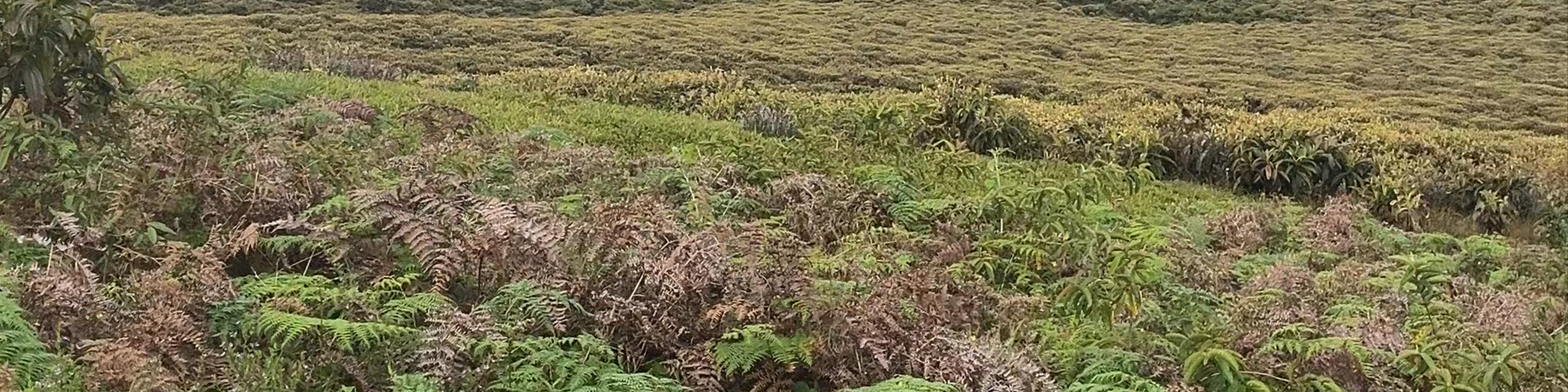 Laguna El Junco