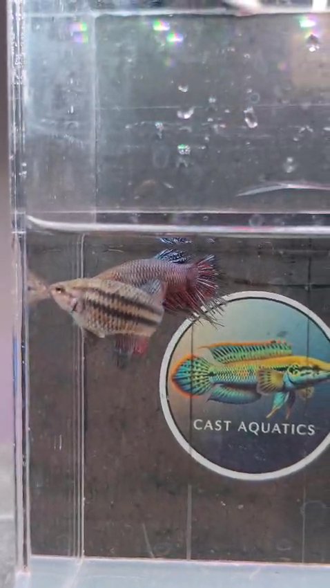 Crowntail Bettas