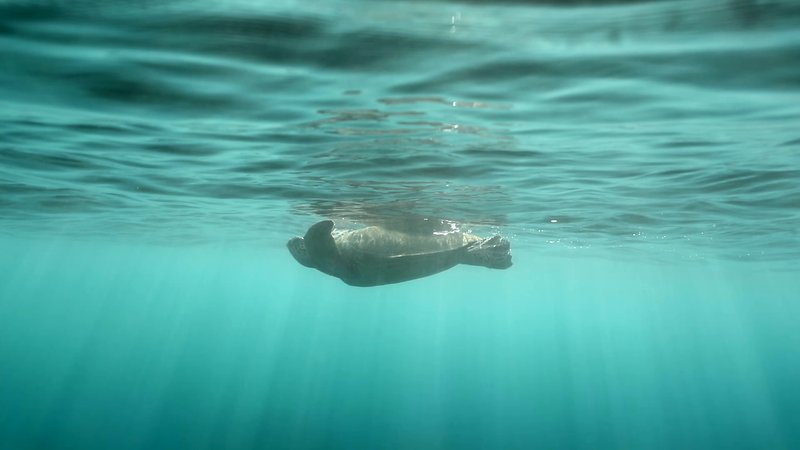 Green Sea Turtle poster