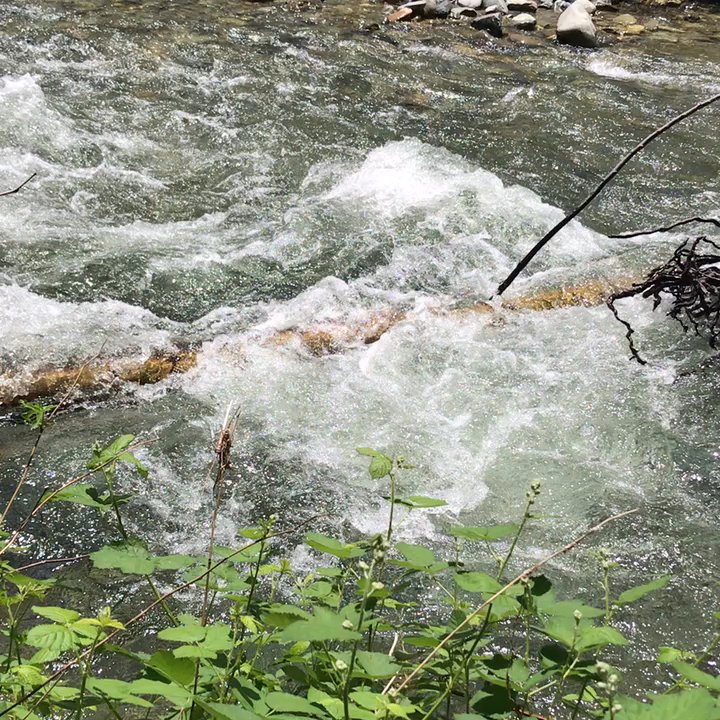 Carlton Campground - Campgrounds Near Me - Downieville, California