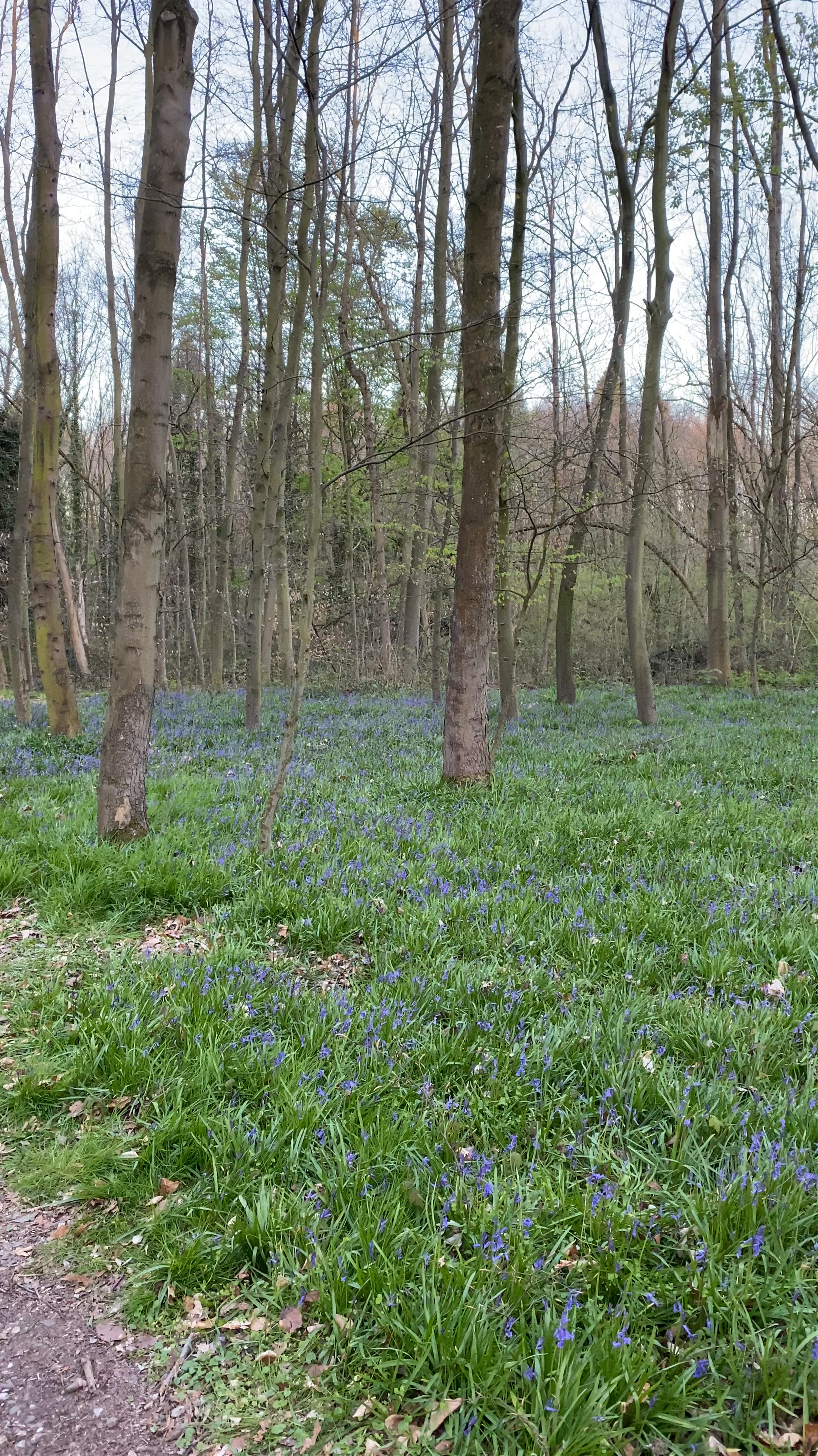 Spring Awakening at Kellenberger Kamp Woodland, Jülich
