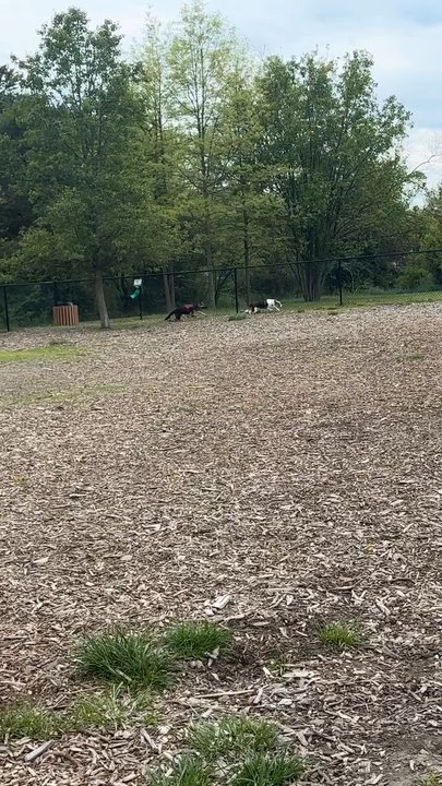 South Riding Dog Park - Very peaceful park for pups to get their energy out. - Dog Parks Near Me - Chantilly, Virginia