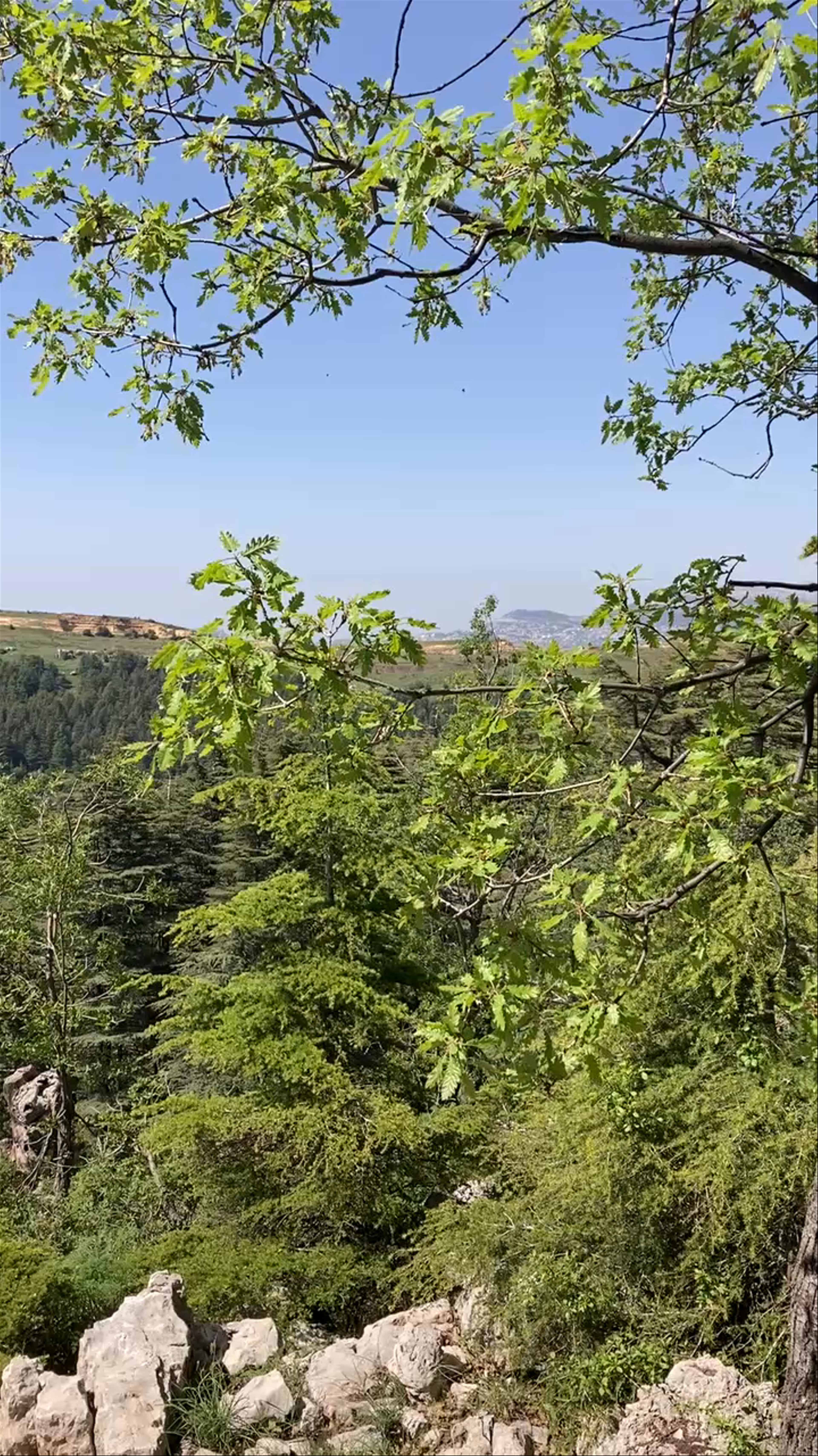 Tannourine Cedar Reserve