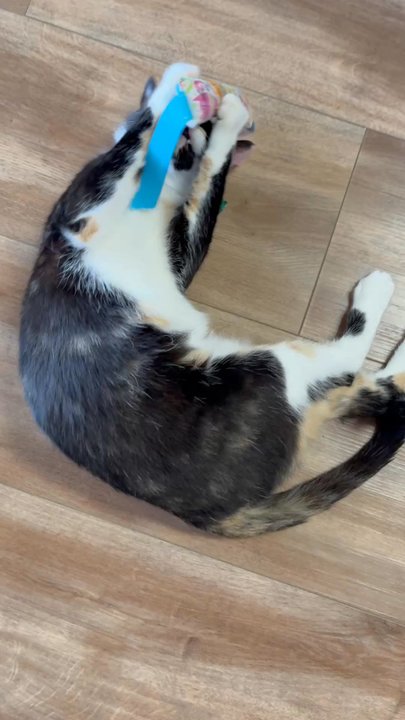 Catfe Montclair - Animal Shelters Near Me - Montclair, New Jersey