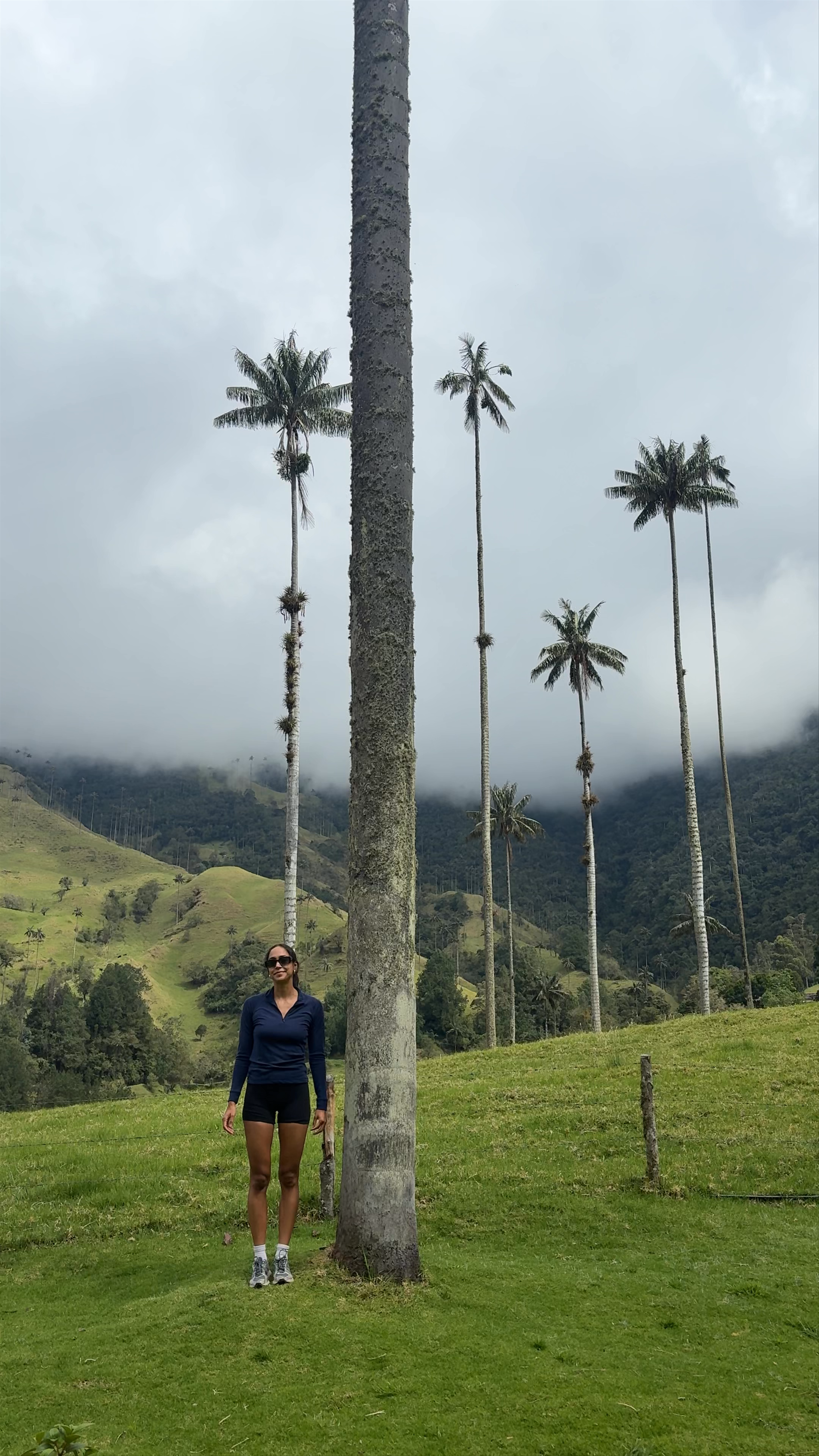 Forest of the Palms: Towering Wax Palms in Salento, Colombia