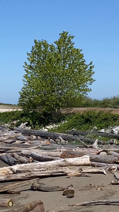 Garry Point Park - The tree seemed to be waving. - Parks Near Me - Richmond, British Columbia