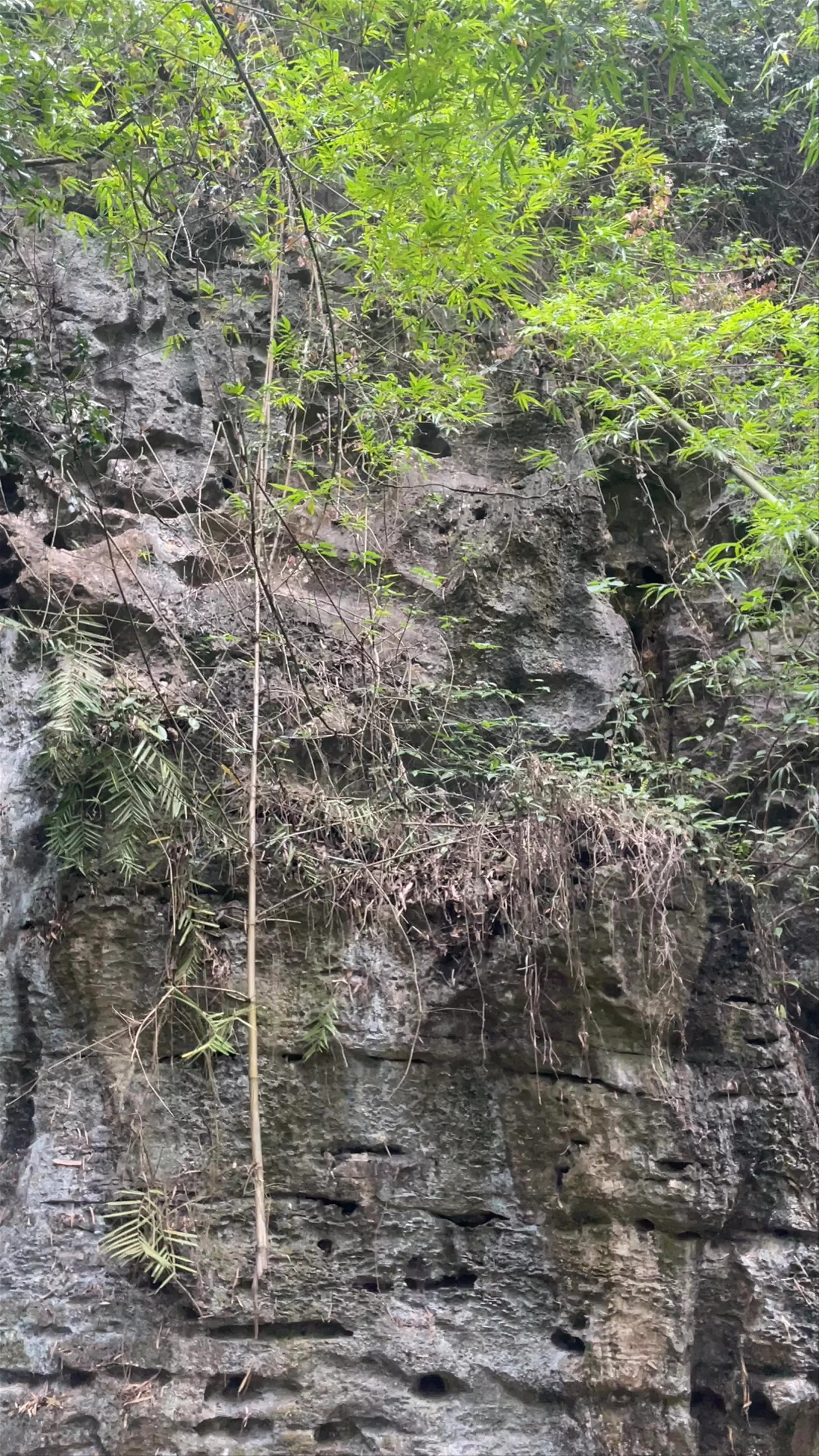 Buffalo Cave