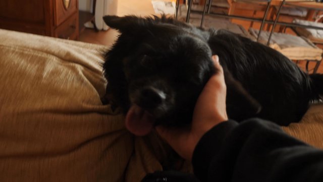 Dog licking its owner's hand