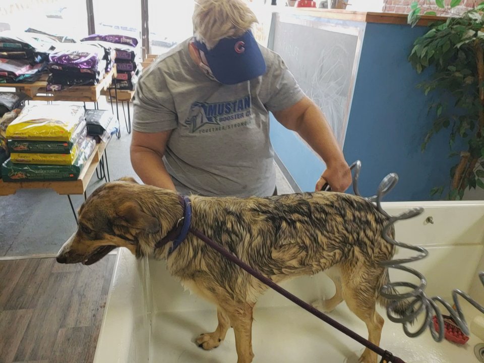 That Dog Wash - Pet Groomers Near Me - Omaha, Nebraska