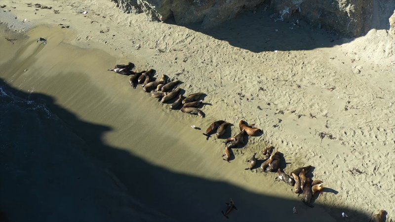 Sea Lions by Drone poster