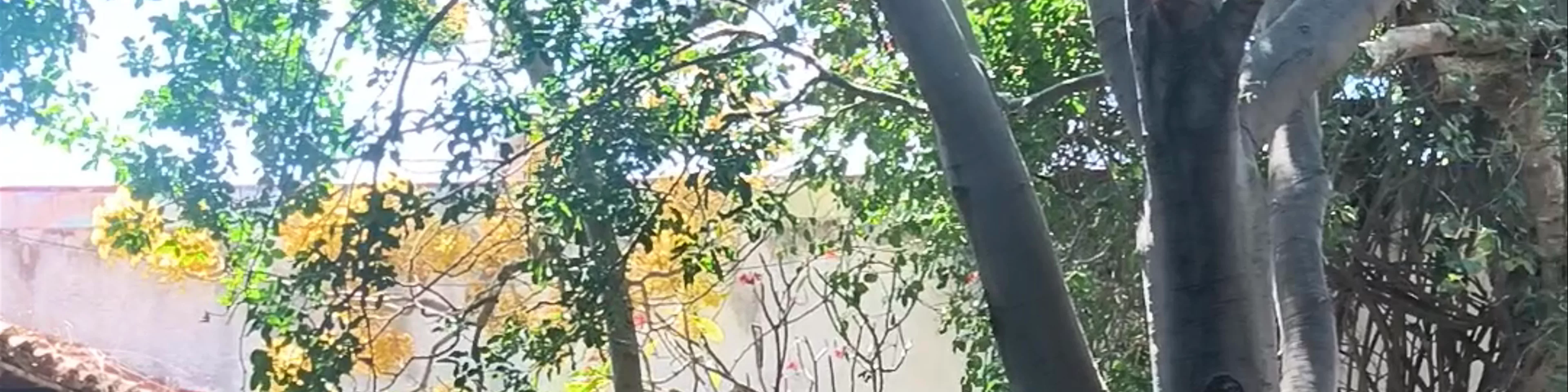 Casa Museo Ángel Albino Corzo