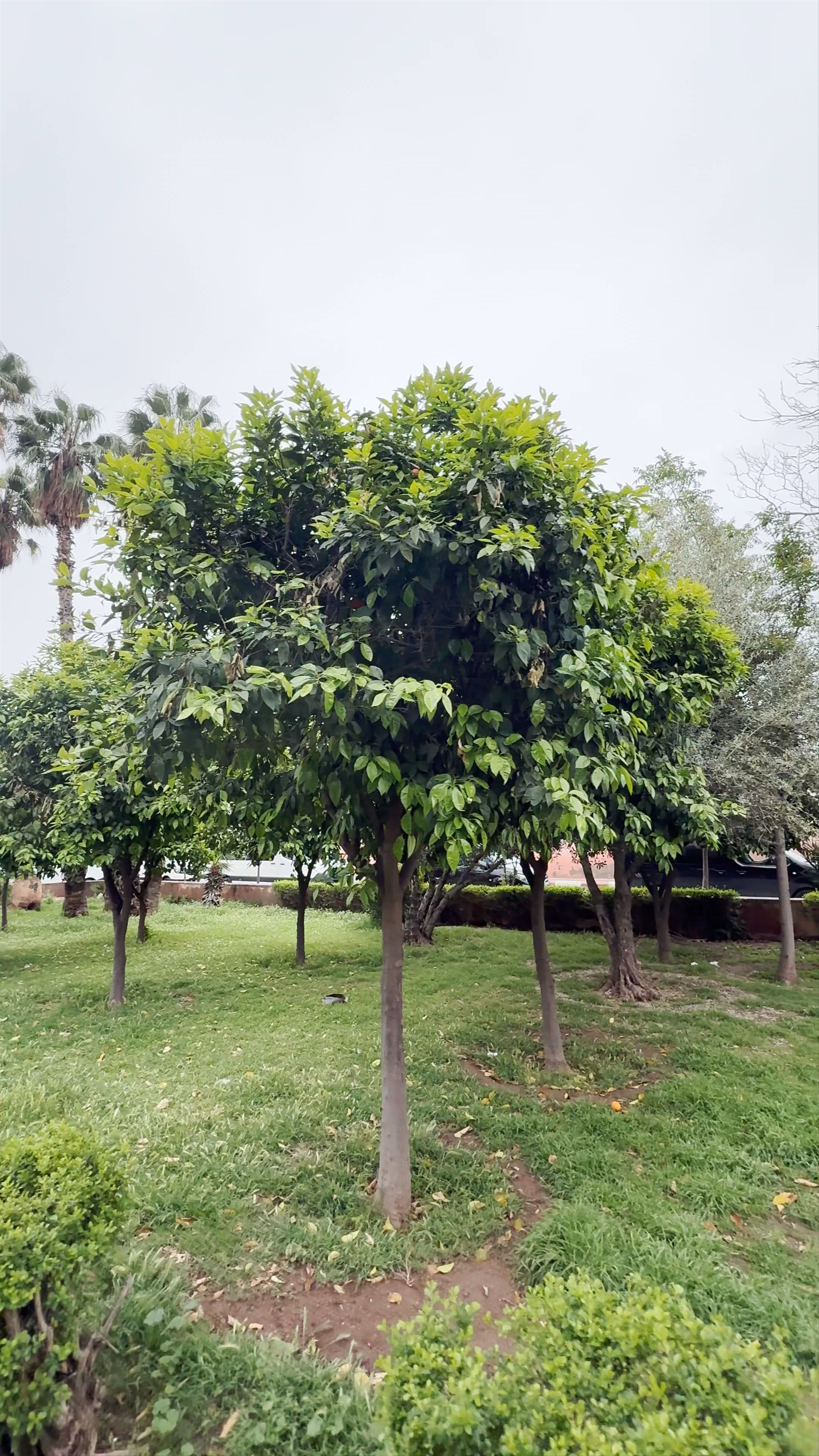 حديقة وصهاريج الكتبية Jardin et bassin de la Koutoubia