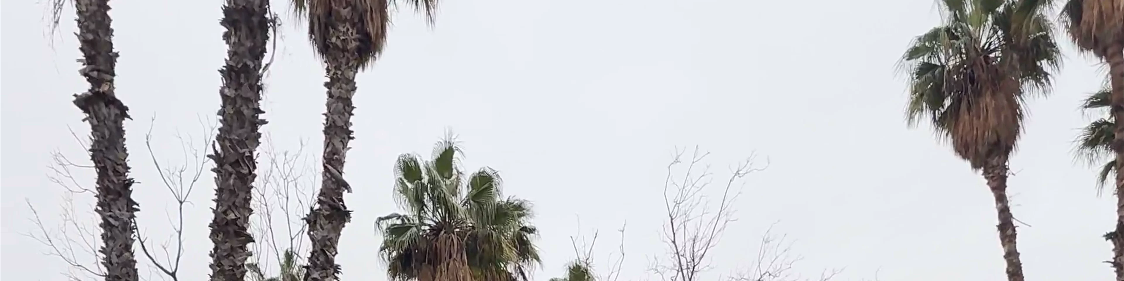 حديقة وصهاريج الكتبية Jardin et bassin de la Koutoubia