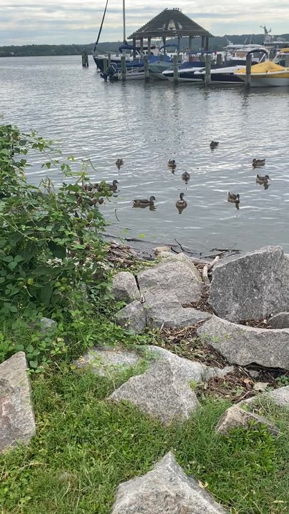 Founders Park - Ducks will come to find you for food if you get close to the water - Dog Parks Near Me - Alexandria, Virginia