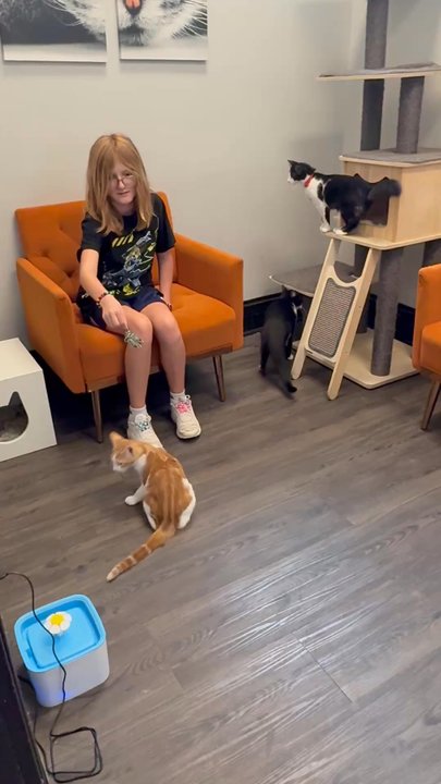 Whisker Station - Me playing with cats - Pet Adoption Near Me - Kirkwood, Missouri