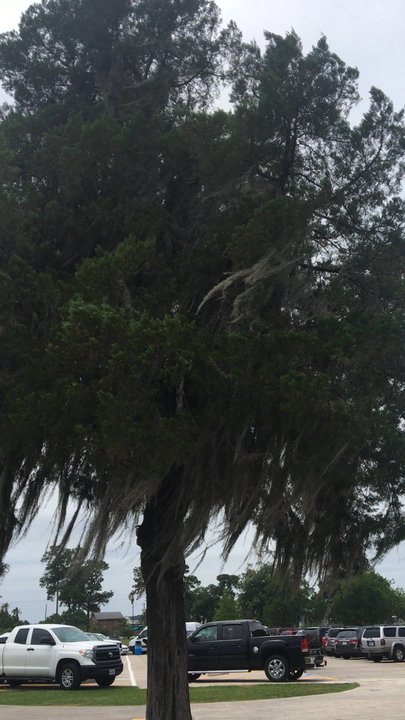 Lake Conroe Park - Spanish moss - Parks Near Me - Montgomery, Texas