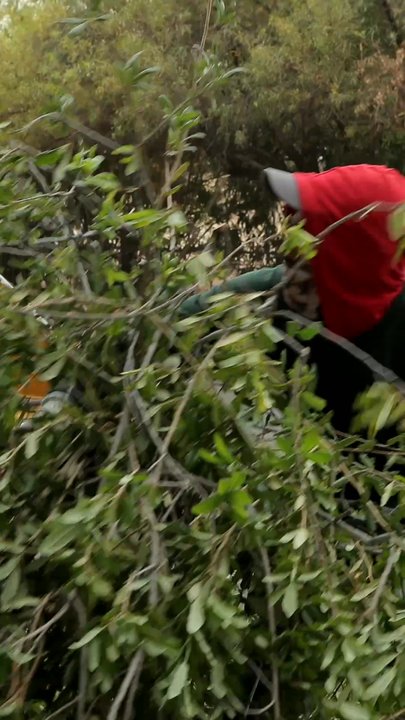 ArborCraft Tree Service - ArborCraft Tree Service cleaning up after a tree trimming job in Phoenix, AZ - Tree Services Near Me - Phoenix, Arizona