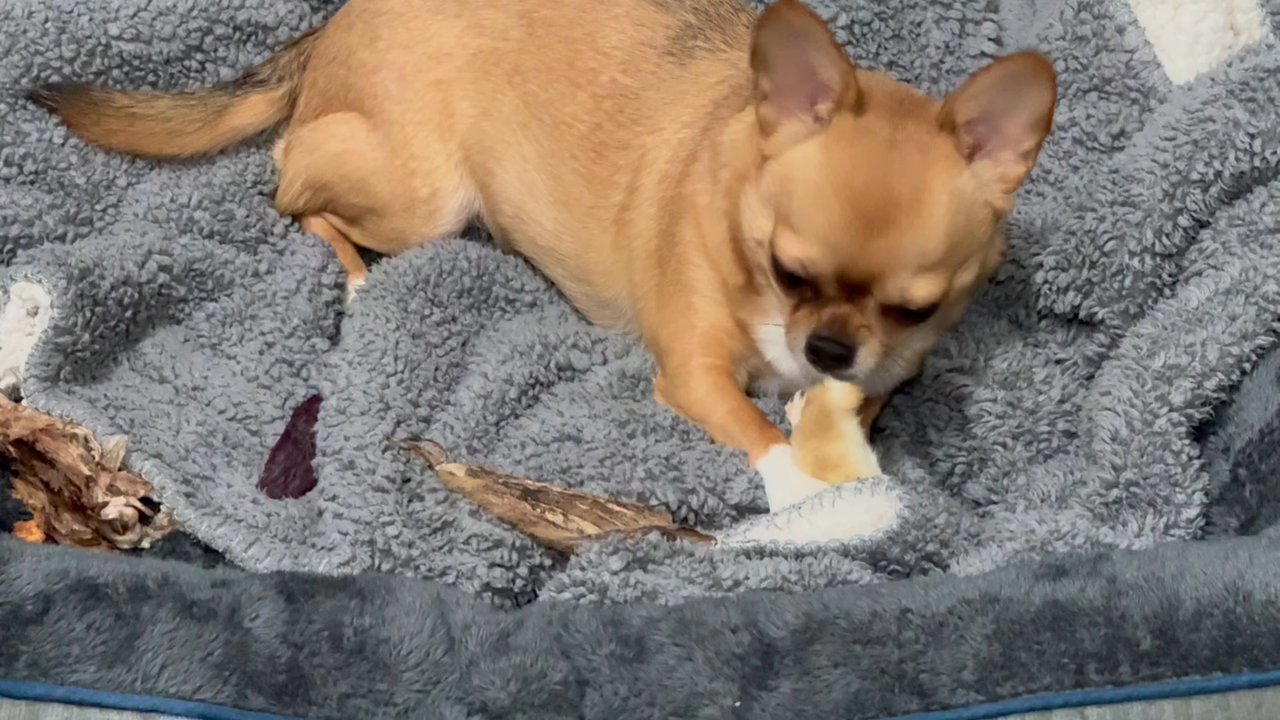 True Carnivores - She absolutely loves rabbit foot's.... Can't you tell - Pet Stores Near Me - Vancouver, British Columbia