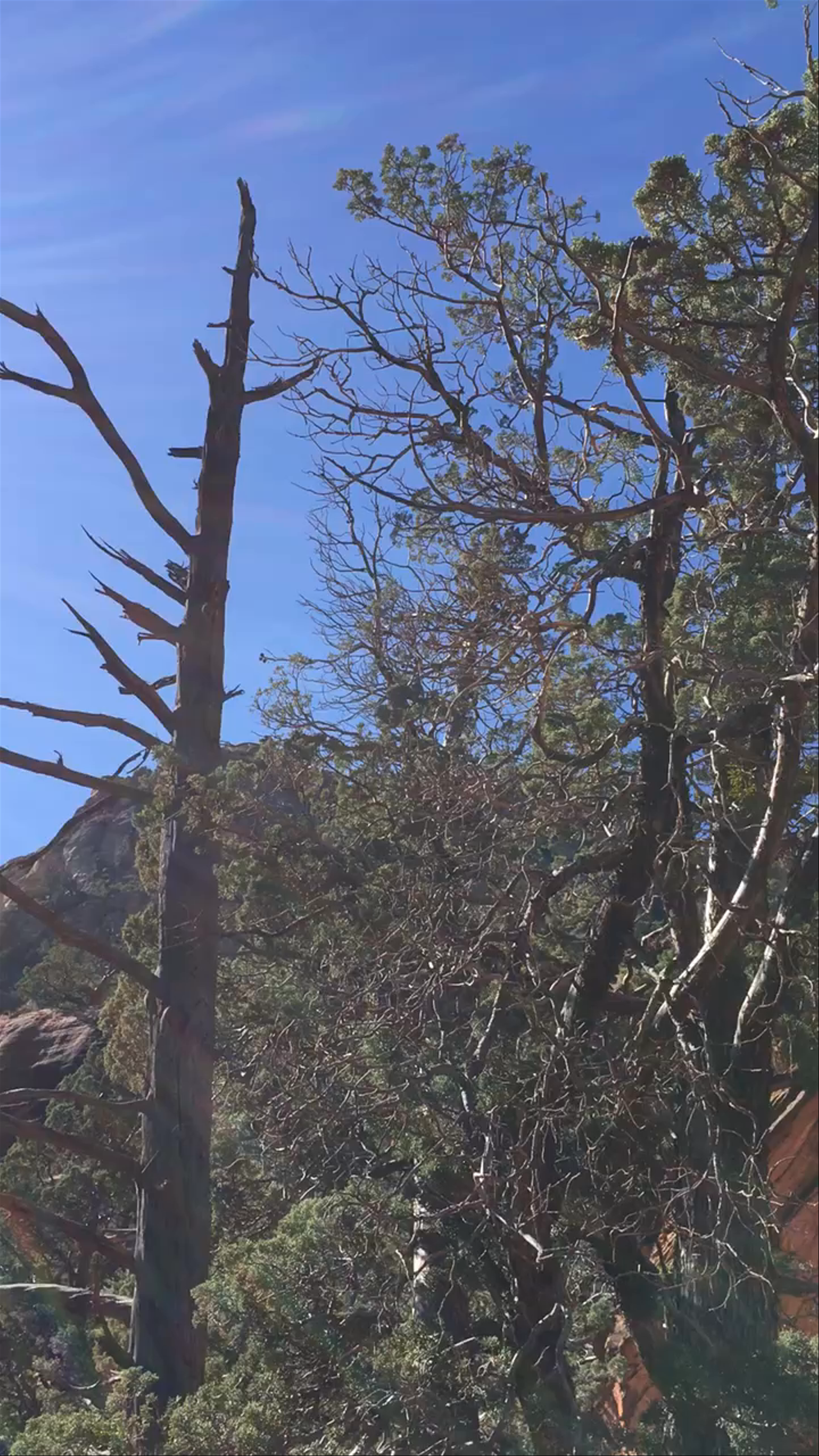 Devil's Bridge Trail