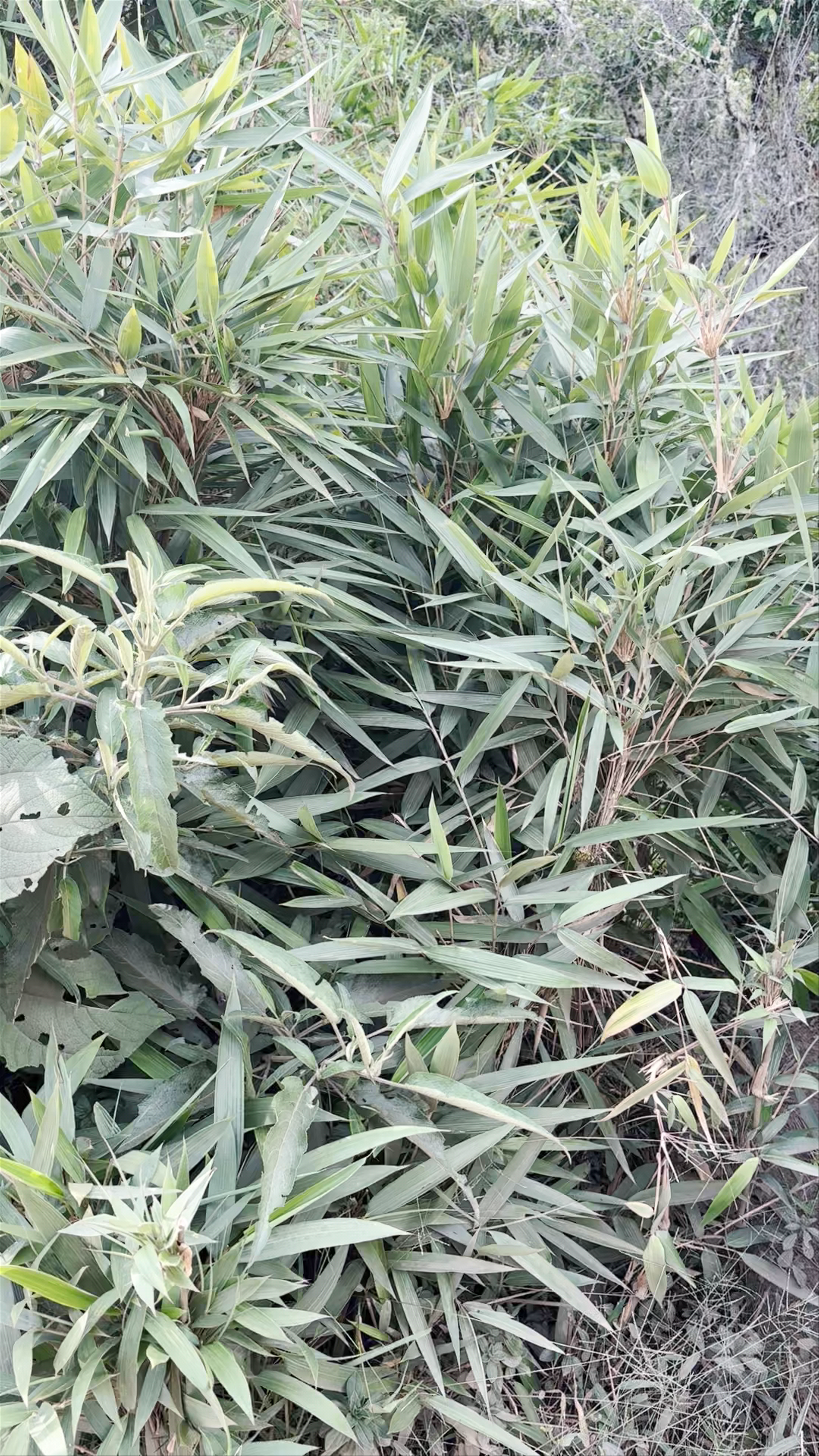 Huchuy Picchu