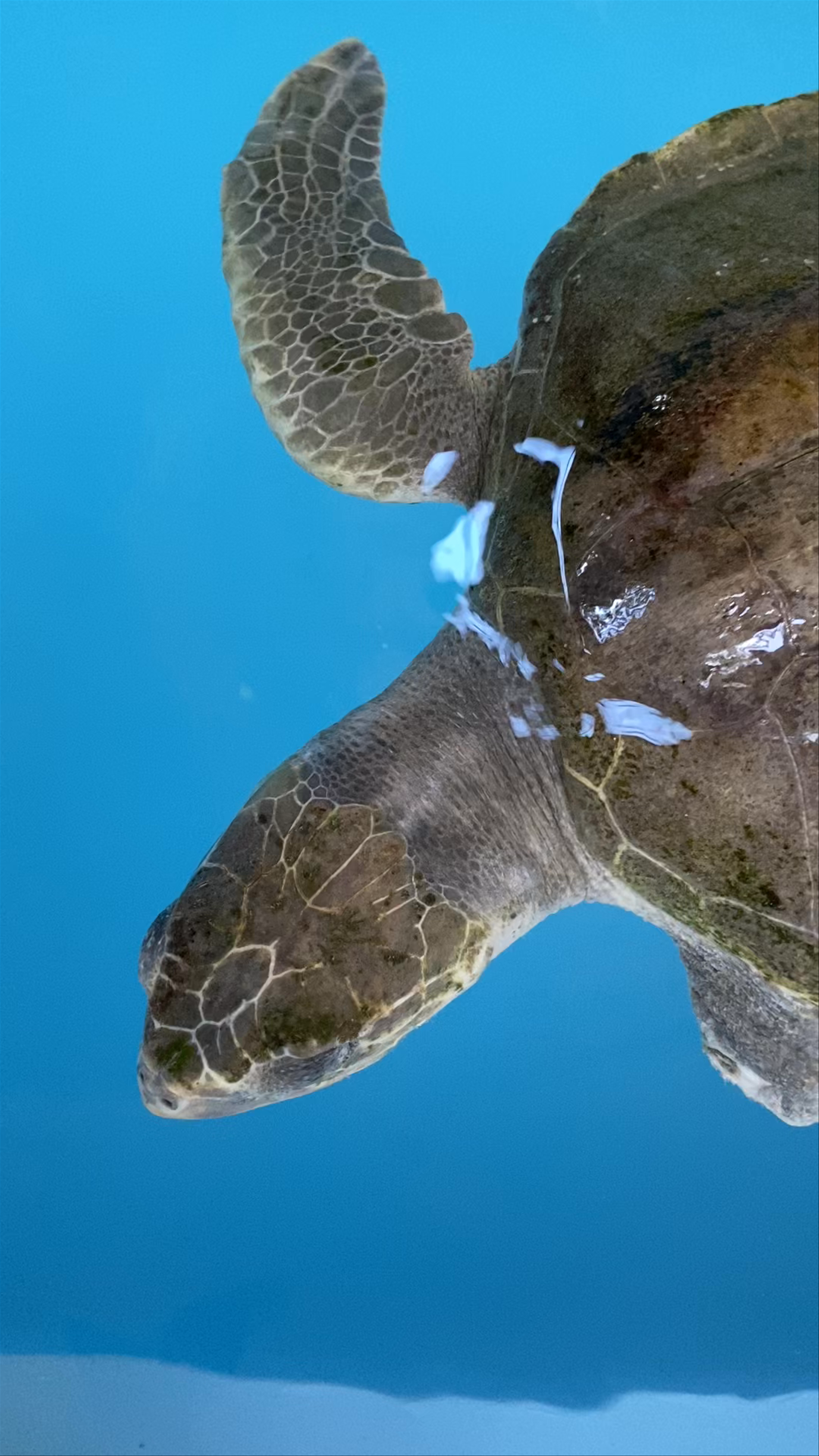 Coco Palm Dhuni Kolhu