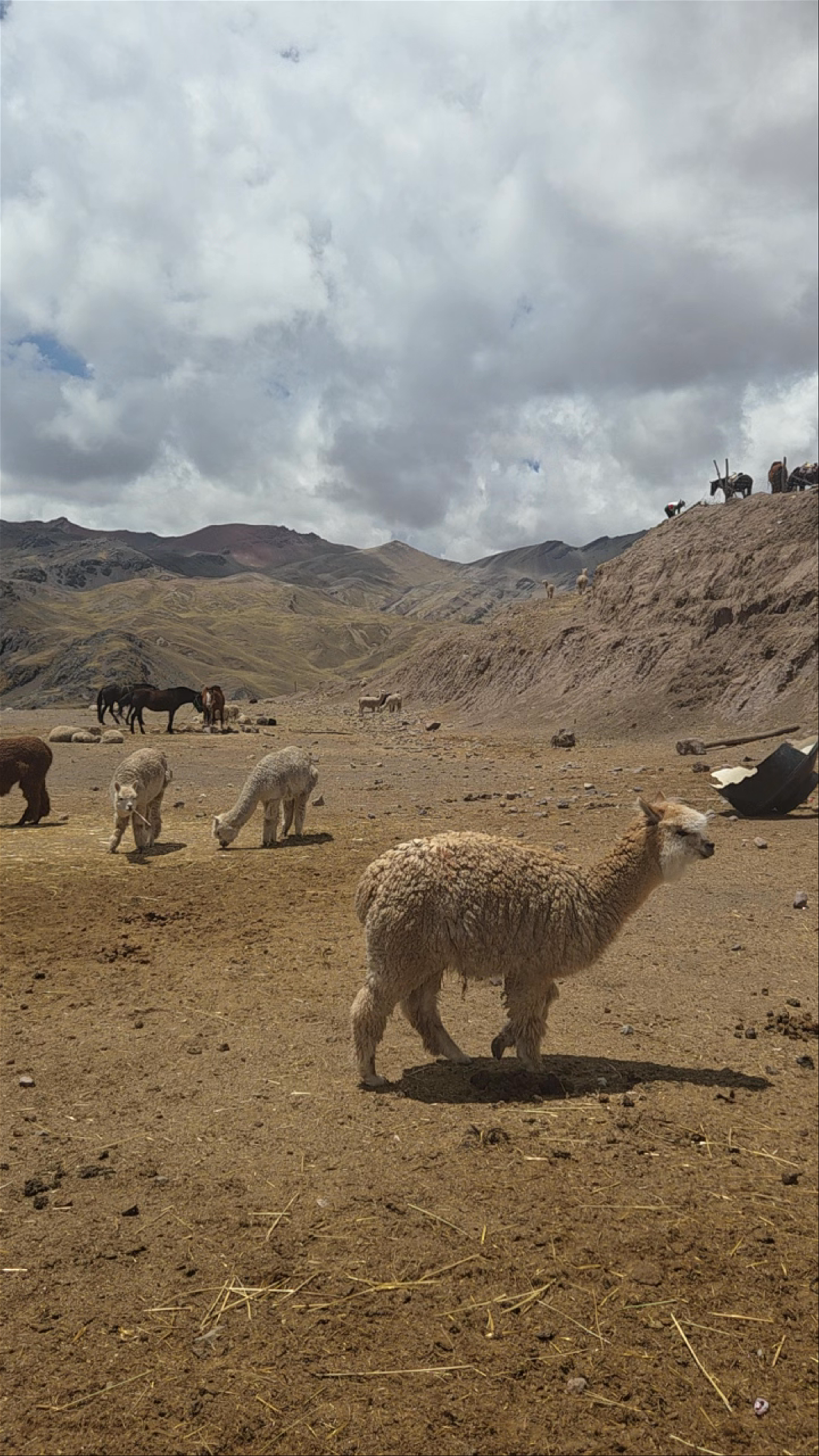 Cusipata Trail