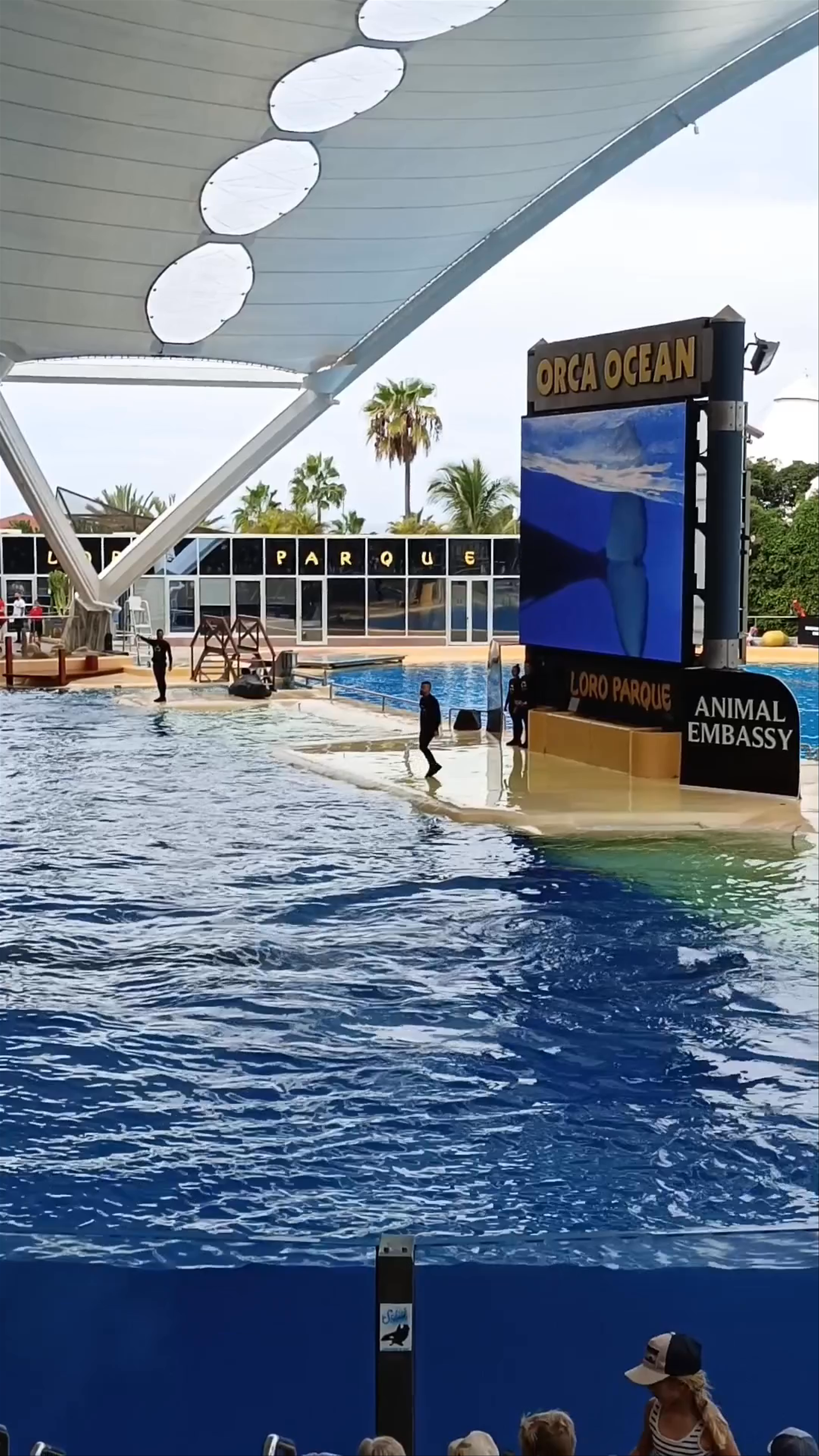 Orca Ocean