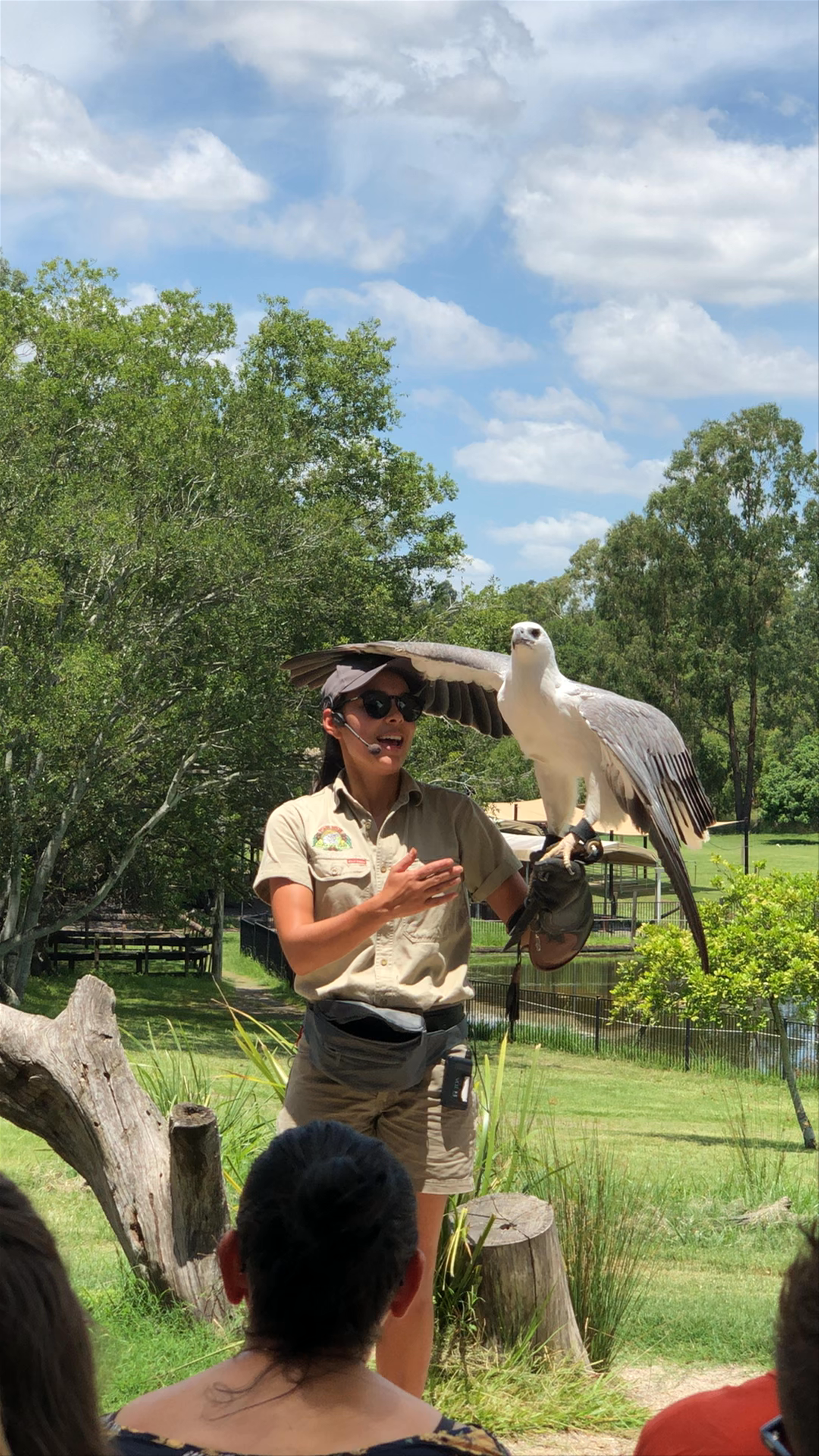 Birds of Prey Show Lone Pine Koala Sanctuary