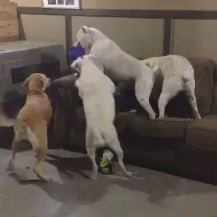 Rrruffhouse - Puppy love! - Pet Training Near Me