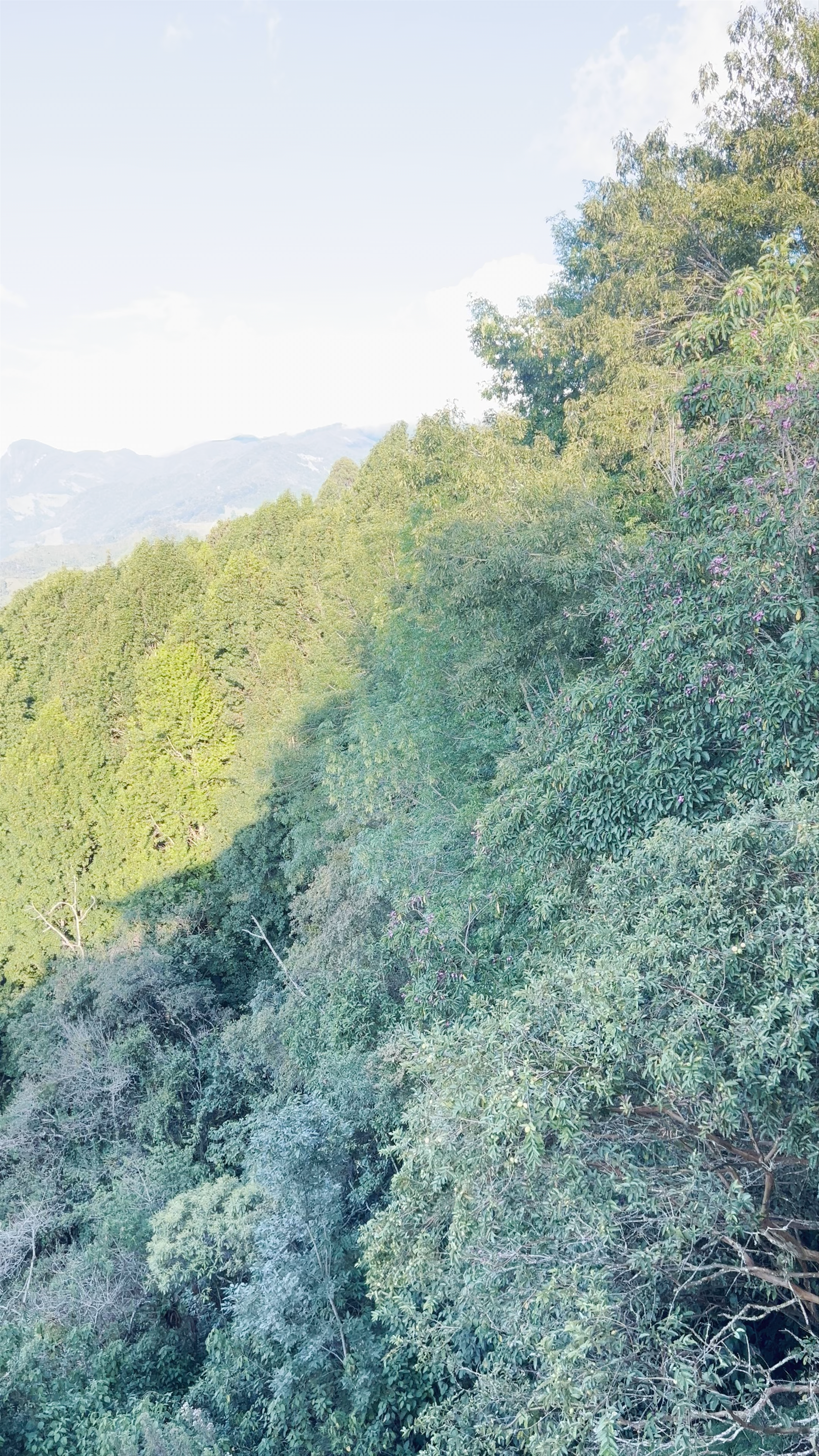 Salento Viewpoint: Majestic Cloud Forest and Mountain Views in Quindio, Colombia