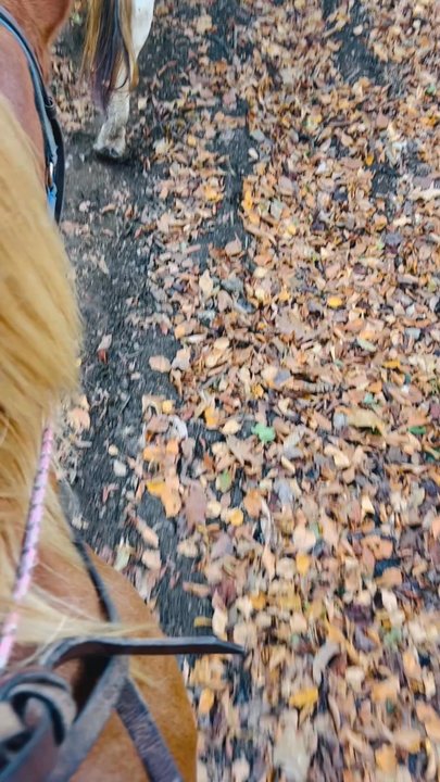 Sheeder Mill Farm - Horseback Riding Near Me - Spring City, Pennsylvania