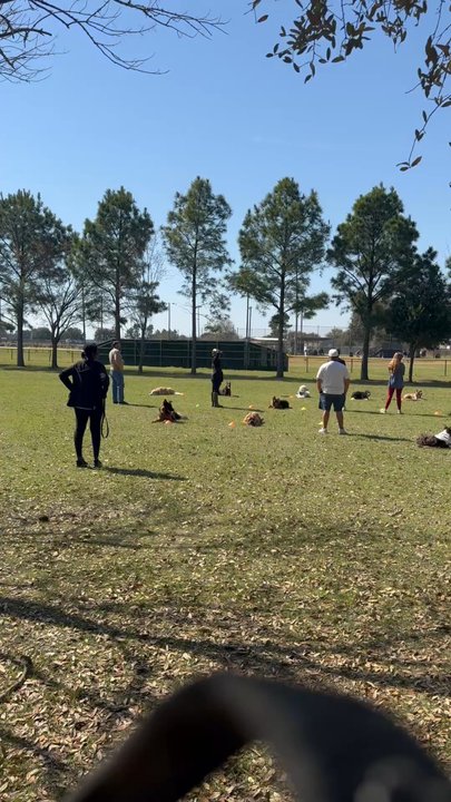 The K9 Professor - Pet Training Near Me