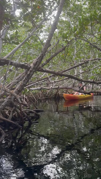 Blue Moon Kayak Key West - Limbo - Rafting/Kayaking Near Me - Key West, Florida