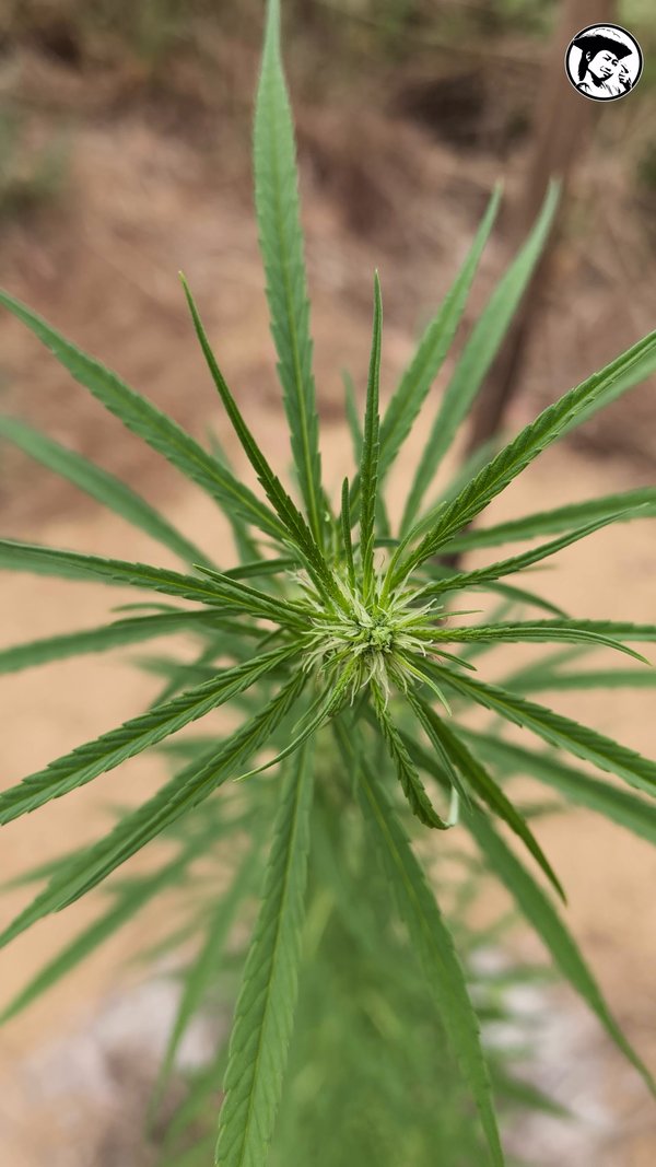 Young Mekhong Classic Thai Landrace